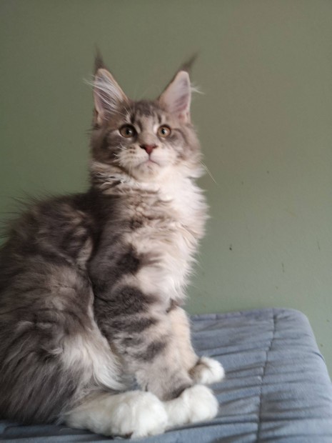 Trzsknyves Maine coon cick