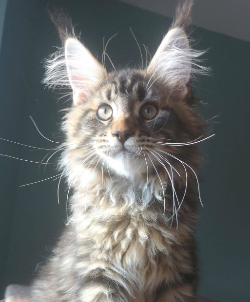 Trzsknyves Maine coon cick