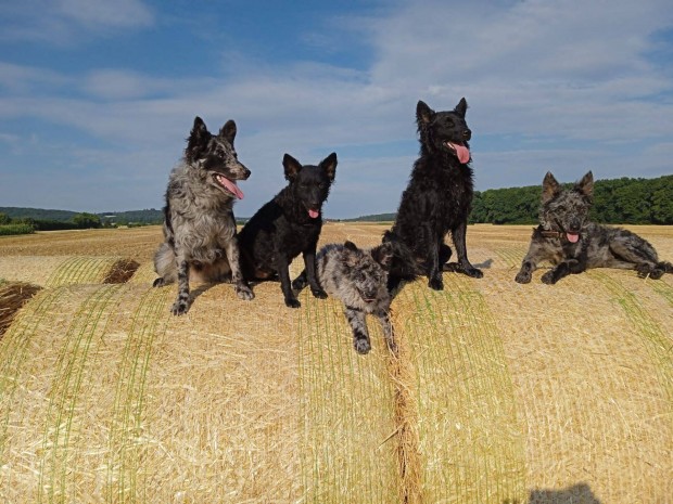 Trzsknyves Mudi agility, sport, terpis kutya, kiskutya, klyk