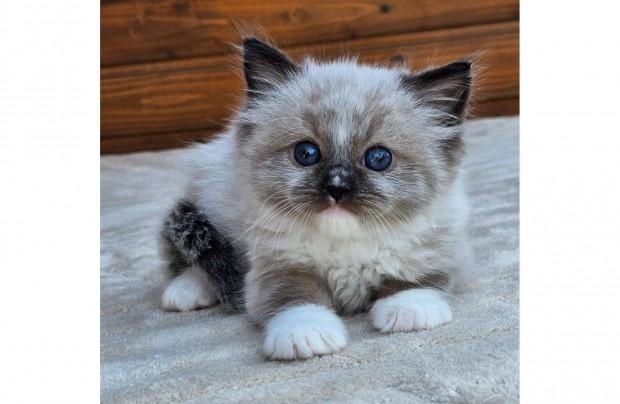 Törzskönyves Ragdoll baba/foglalt
