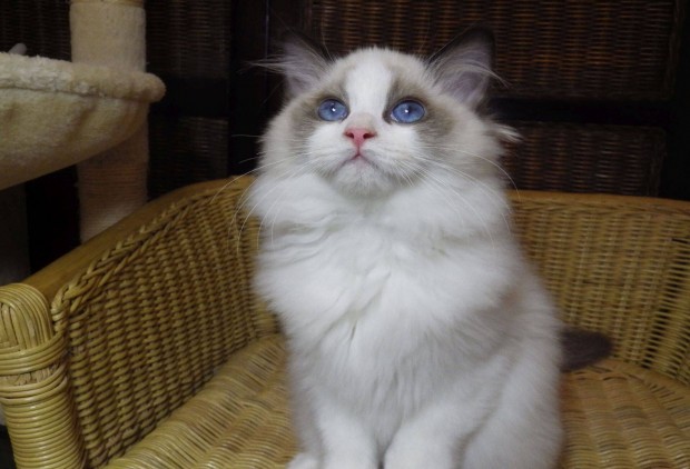 Trzsknyves Ragdoll cica!+++ Dubai