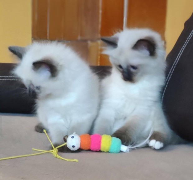 Törzskönyves Ragdoll civák