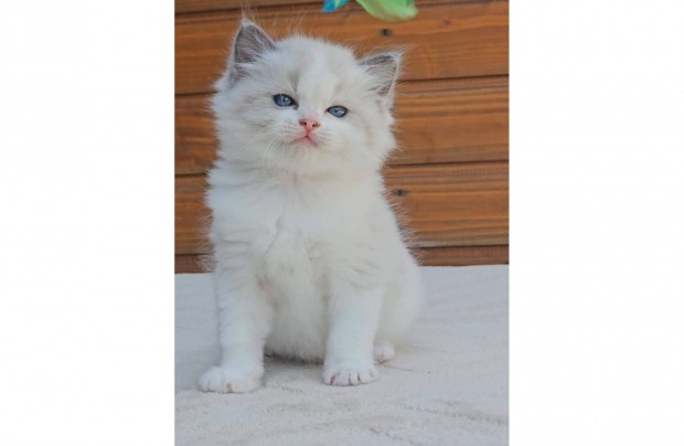 Törzskönyves Ragdoll kisfiú