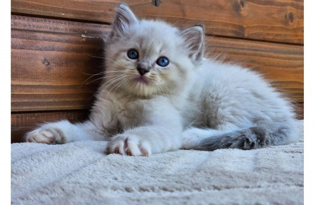 Törzskönyves Ragdoll kisfiú