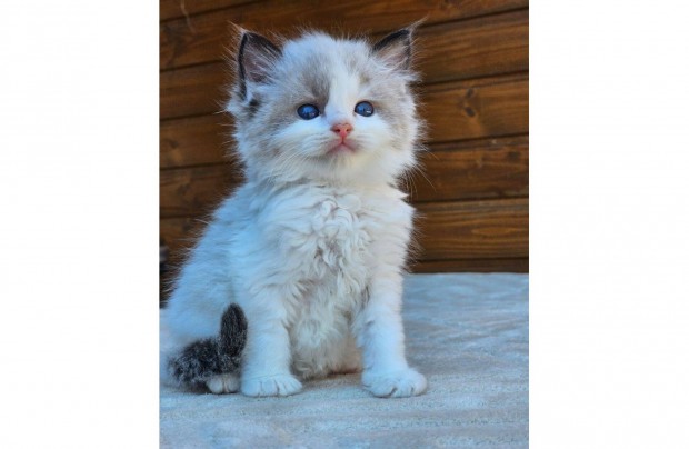 Törzskönyves Ragdoll kisfiú
