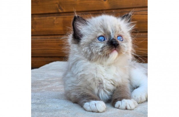 Törzskönyves Ragdoll kislány/foglalt