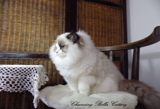 Trzsknyves Seal Bicolor Ragdoll cica!