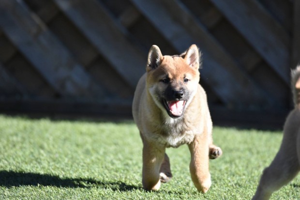 Trzsknyves Shiba Inu fik gazdijaikat keresik