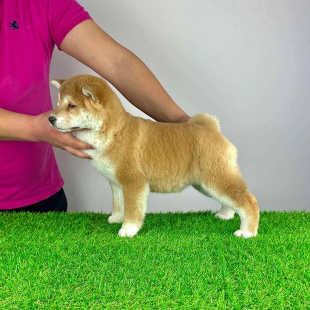 Trzsknyves Shiba Inu kiskutya