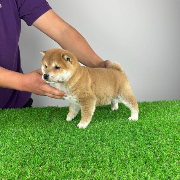 Trzsknyves Shiba Inu kiskutya