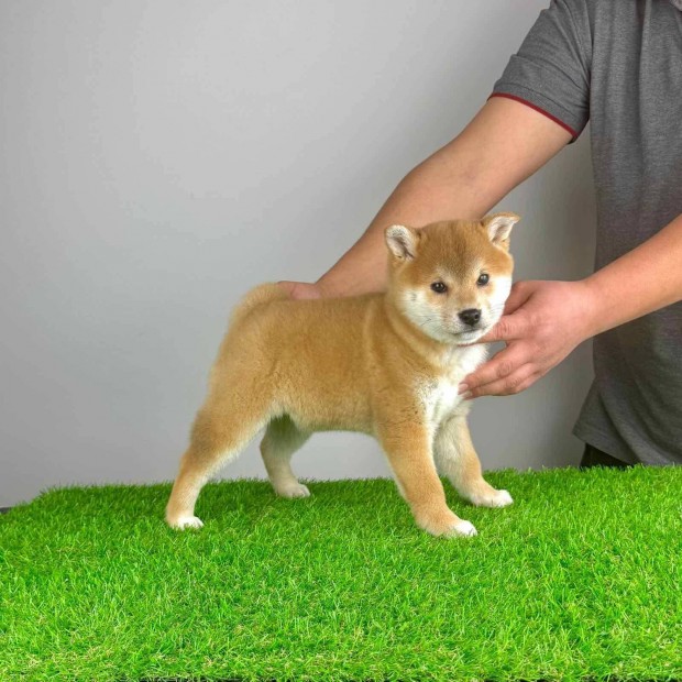 Trzsknyves Shiba Inu kiskutya