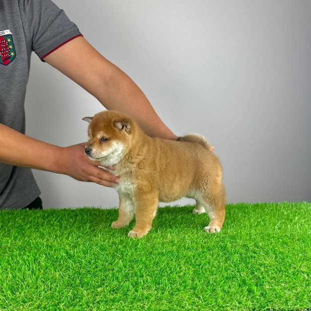 Trzsknyves Shiba Inu kiskutya