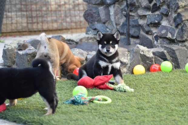 Törzskönyves Shiba Inu kiskutyák gazdijaikat keresik
