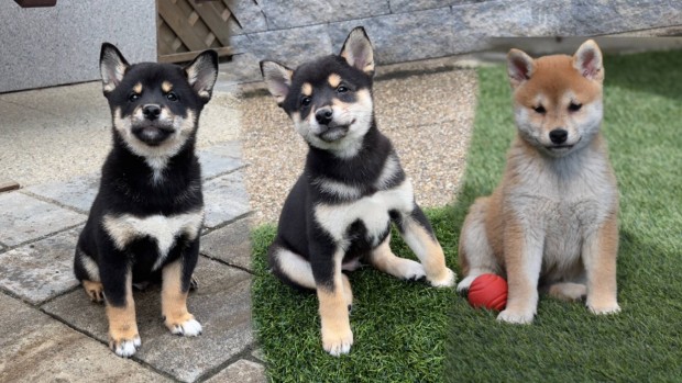 Trzsknyves Shiba Inu kiskutyk gazdijaikat keresik