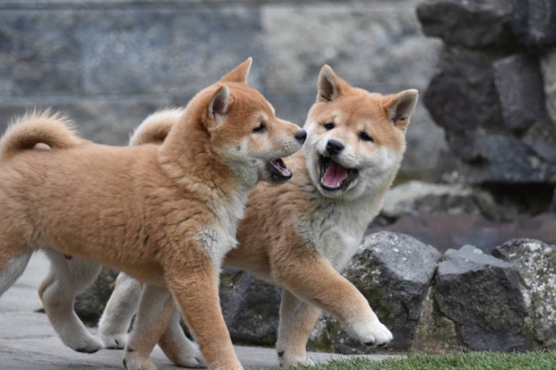 Trzsknyves Shiba Inu kiskutyk gazdijukat keresik