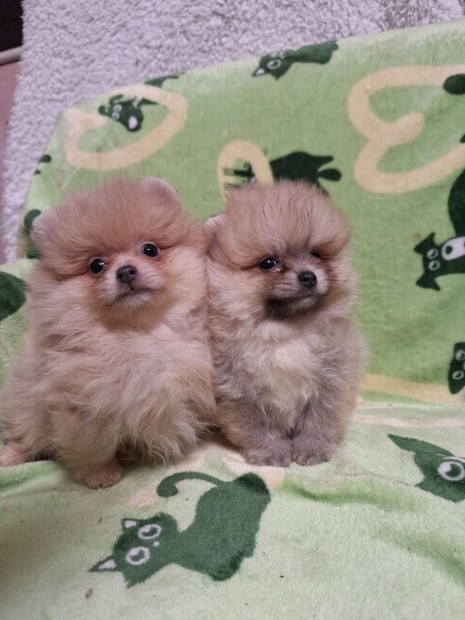 T�rzsk�nyves Sz�l�kt�l Pomer�niai jelleg� Kisfi�k