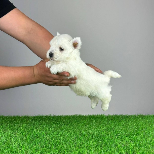Trzsknyves West Highland White Terrier Westie kiskutya