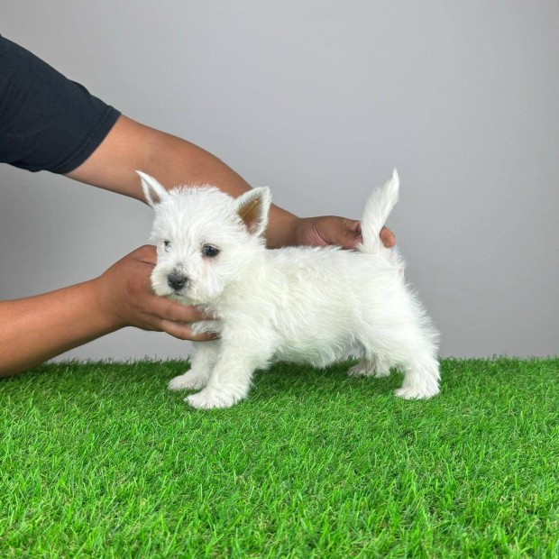 Trzsknyves West Highland White Terrier Westie kiskuzya