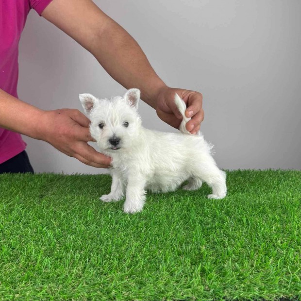 Trzsknyves Westie West Highland White terrier kiskutya