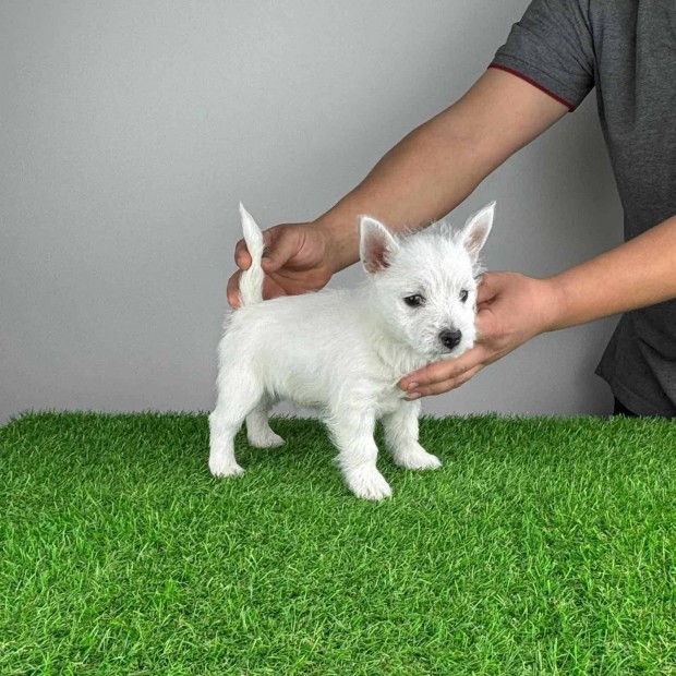 Trzsknyves Westie West Highland White terrier kiskutya