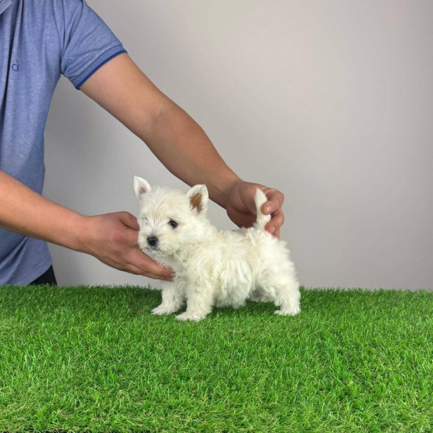 Trzsknyves Westie West Highland White terrier kiskutya