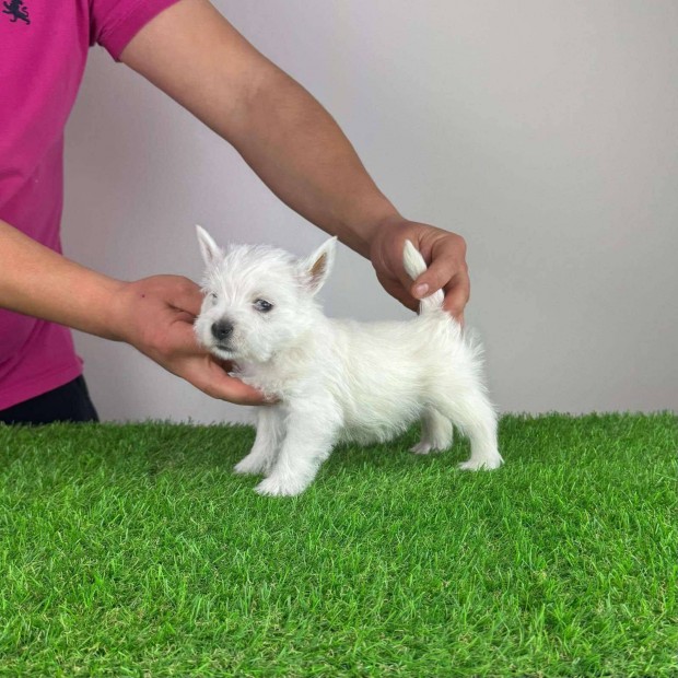 Trzsknyves Westie West Highland White terrier kiskutya