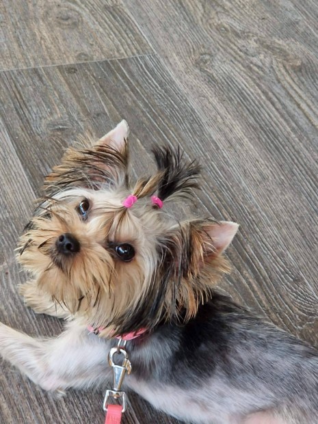 Trzsknyves Yorki Ezst Yorkshire terrier