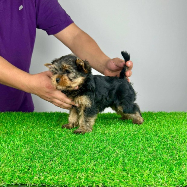 Trzsknyves Yorkshire Terrier Yorki Yorkie