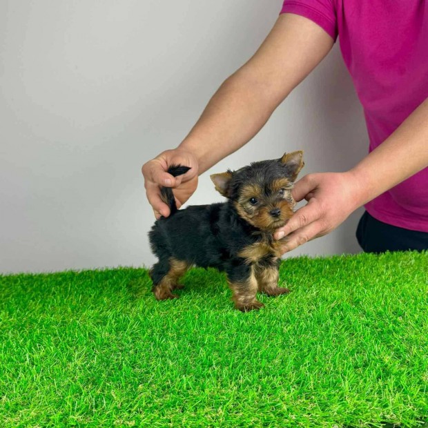 Trzsknyves Yorkshire terrier Yorki kiskutya