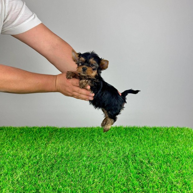 Törzskönyves Yorkshire terrier Yorki kutyusok