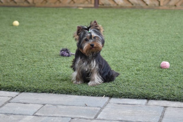 Trzsknyves Yorkshire terrier / Yorki fi,minden oltssal gazdikeres