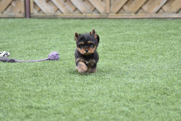 Trzsknyves Yorkshire terrier / Yorki kiskutyk gazdijaikat keresik