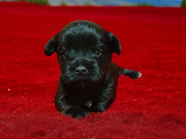 Trzsknyves Yorkshire terrier , yorki