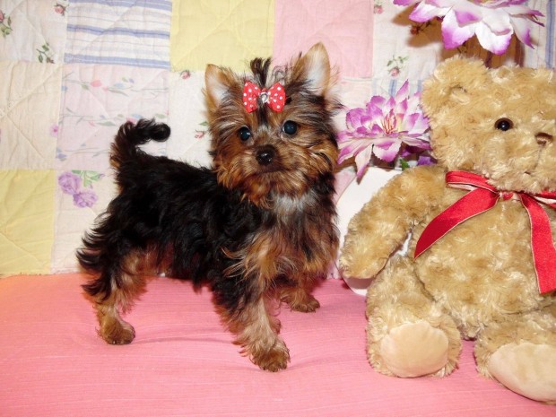 Törzskönyves, cuki, mini Yorki lány, Yorkshire terrier