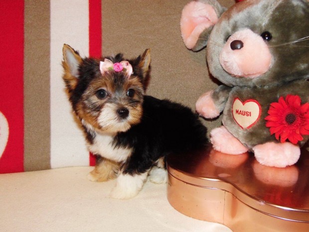 T�rzsk�nyves, kisl�ny Biewer Yorkshire terrier, Yorki
