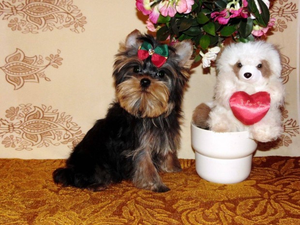 Trzsknyves, minike, extra-mini Yorkshire terrier, Yorki