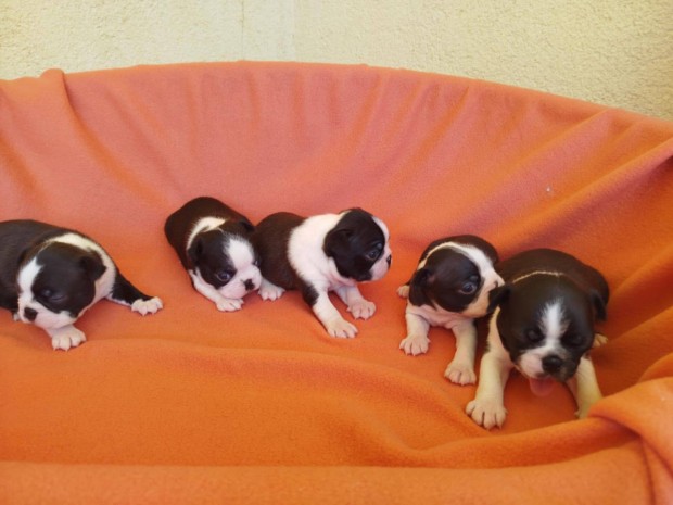Törzskönyves boston terrier kislányok eladók