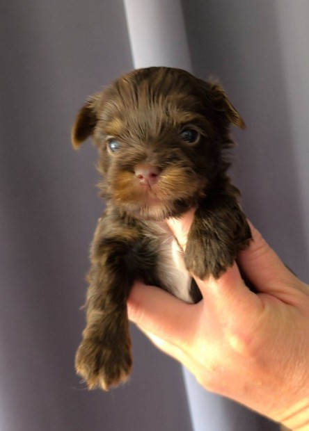 Törzskönyves csokoládé yorkshire terrier