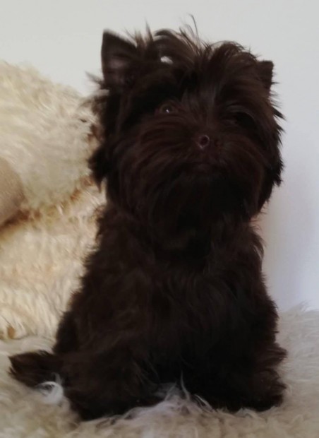 Törzskönyves csokoládé yorkshire terrier kisfiú eladó