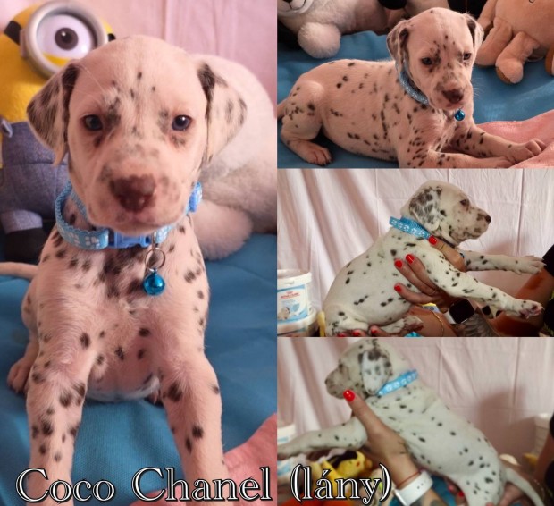 Törzskönyves dalmata kiskutyák