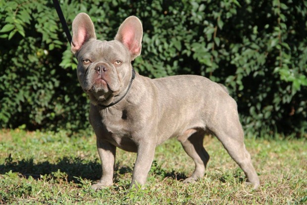 Trzsknyves francia bulldog kan