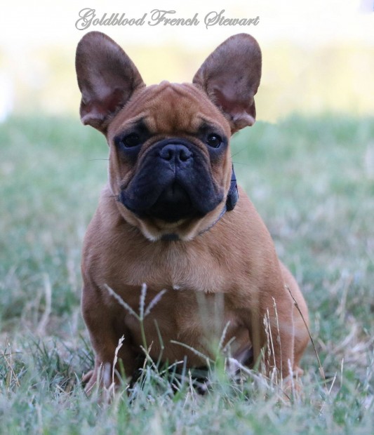 Trzsknyves francia bulldog kisfi