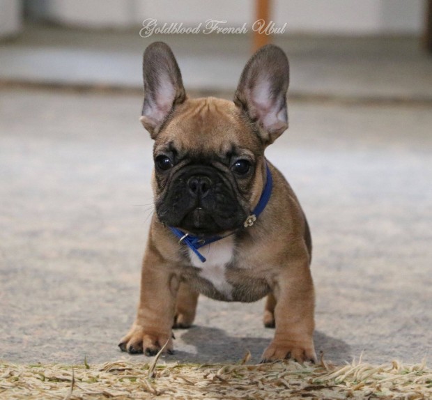 Trzsknyves francia bulldog kisfi