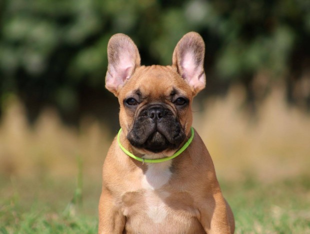 Trzsknyves francia bulldog kisfi