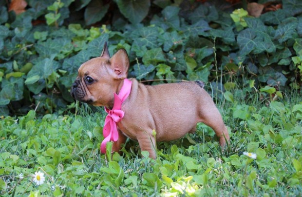 Törzskönyves francia bulldog kiskutyák