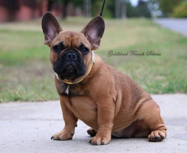 Trzsknyves francia bulldog kislny