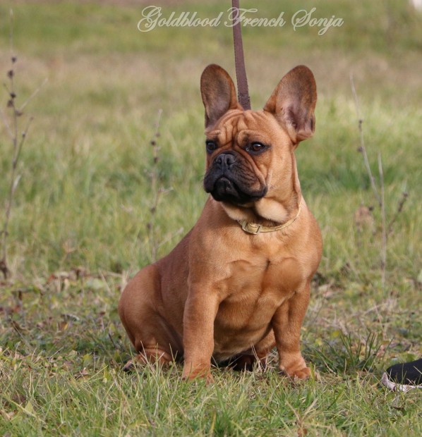 Trzsknyves francia bulldog kislny