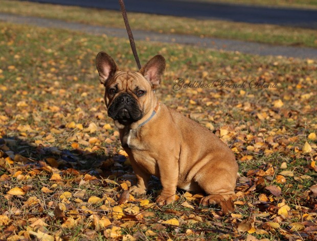 Trzsknyves francia bulldog kislny