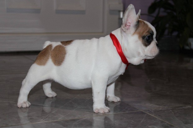 Trzsknyves francia bulldog lnyok