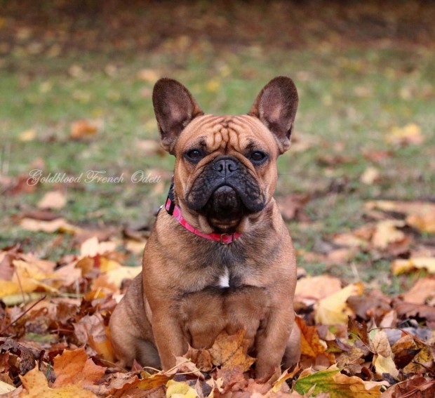 Törzskönyves francia bulldog szuka